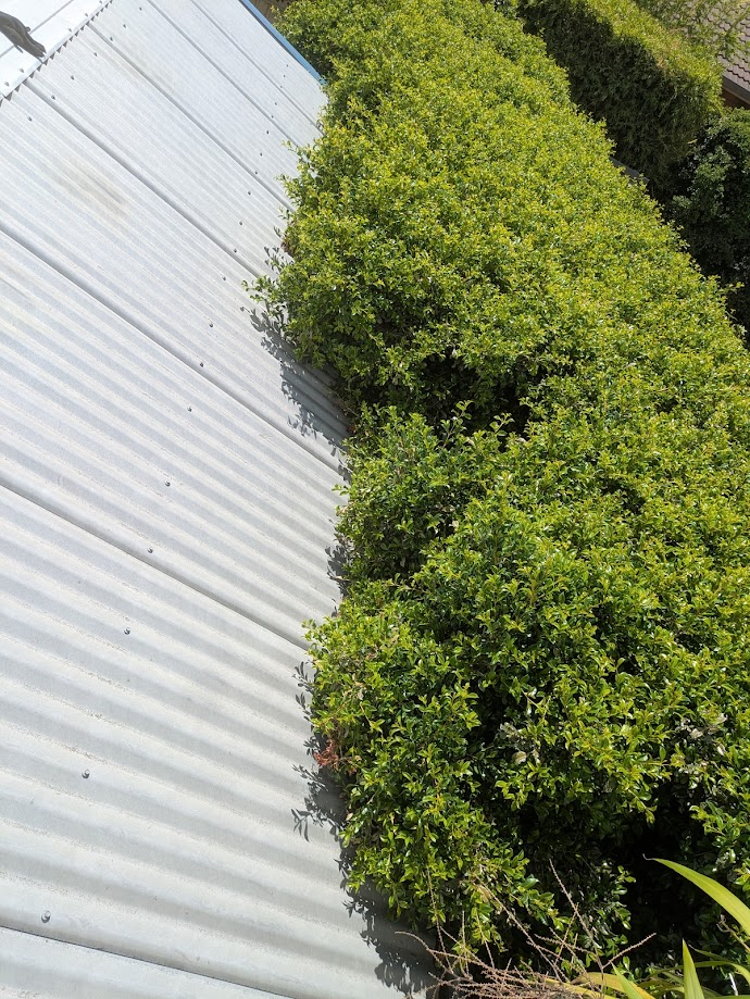 Blocked gutters