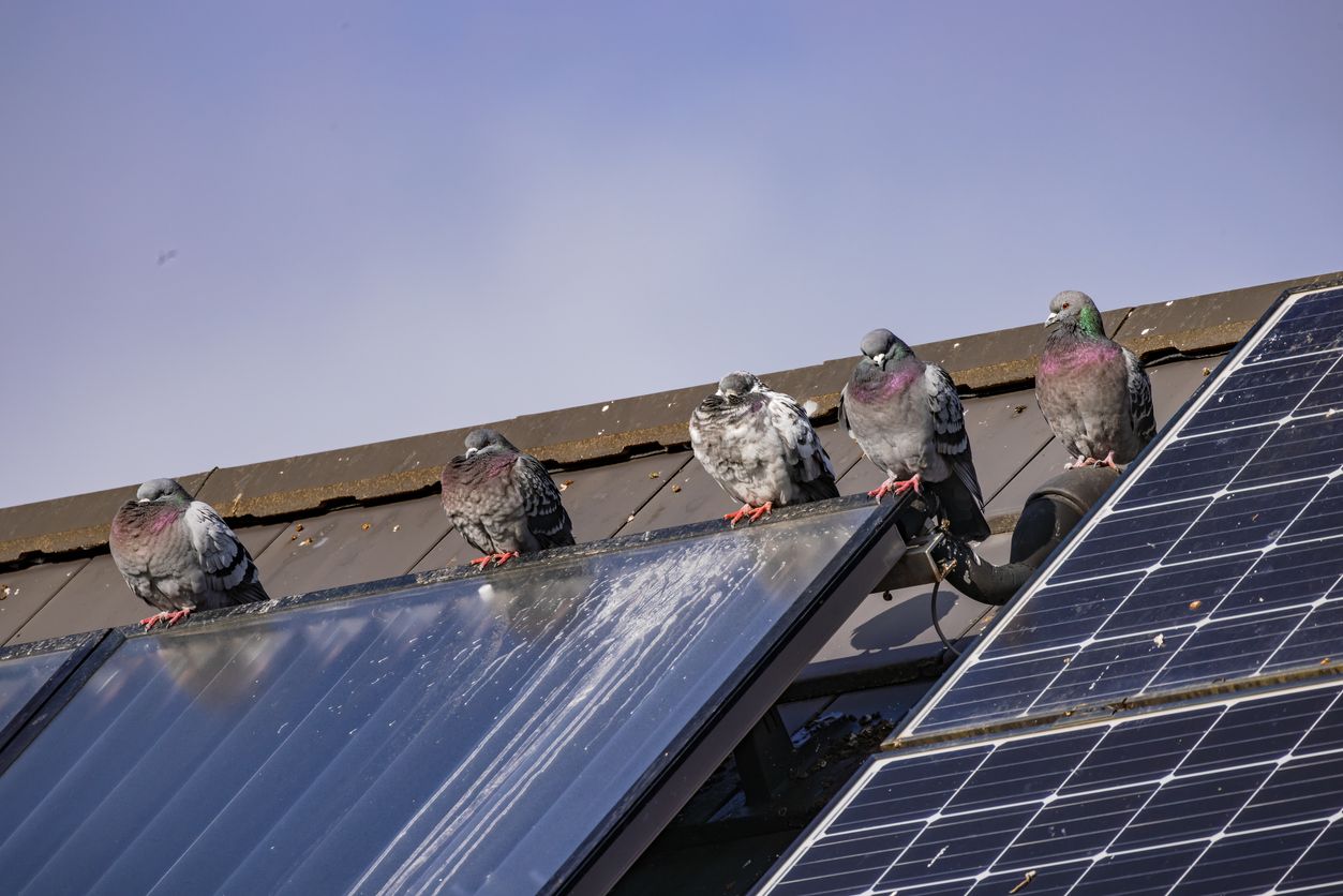 dirty solar panels